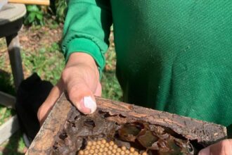 Em Urucará, Idam divulga boas práticas na meliponicultura