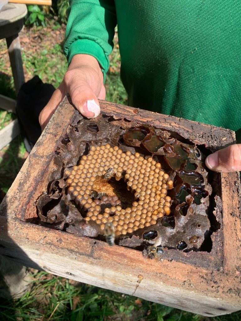 Em Urucará, Idam divulga boas práticas na meliponicultura
