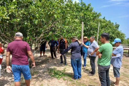 Em Manacapuru, Idam coordena duas programações de capacitação sobre boas práticas na agricultura e combate de pragas