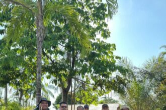 Idam e Embrapa levam nova variedade de mandioca para agricultores familiares de Lábrea
