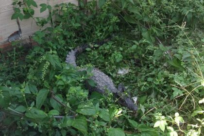 Ipaam resgata 28 animais silvestres em Manaus durante agosto