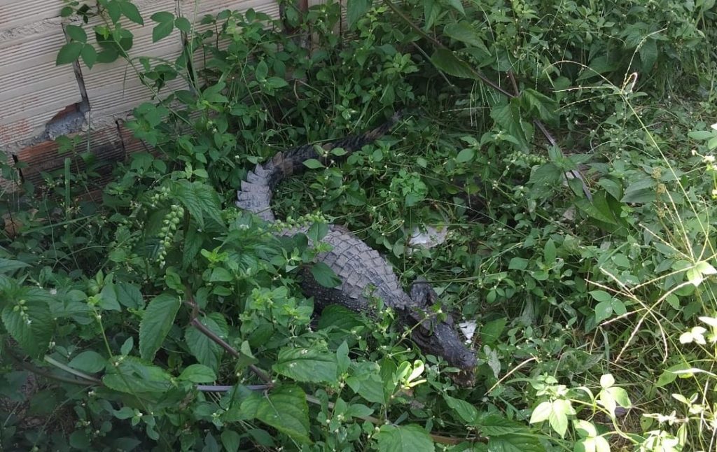 Ipaam resgata 28 animais silvestres em Manaus durante agosto