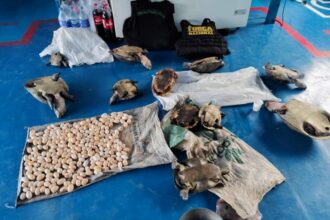 Ipaam aplica R$ 1,39 milhão em multas por crimes ambientais durante Operação Força Tarefa Amazônia