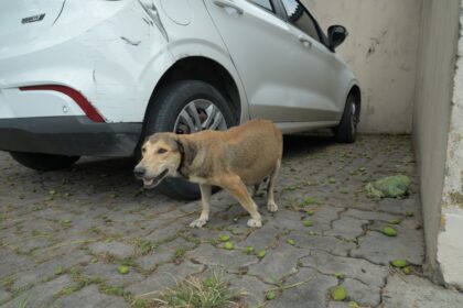 Joana Darc resgata cadela abandonada em estado crítico e reforça importância da castração animal