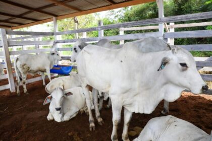 Expoagro 2025: Governo do Amazonas e Faea promovem o 1º Leilão de animais da pecuária