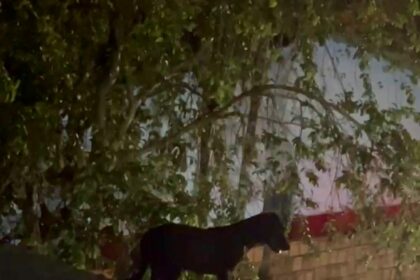 Em Parintins, cachorro ‘vira gato’, sobe no telhado e é resgatado pelo Corpo de Bombeiros