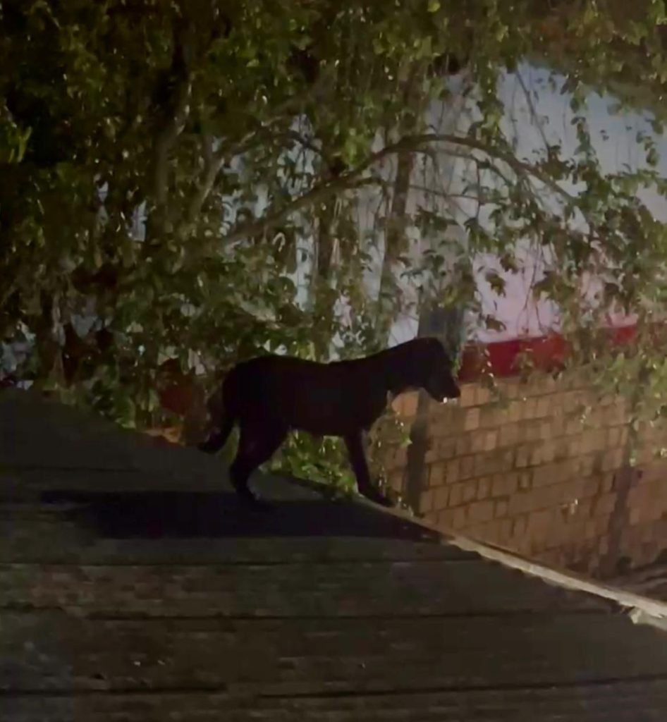 Em Parintins, cachorro ‘vira gato’, sobe no telhado e é resgatado pelo Corpo de Bombeiros