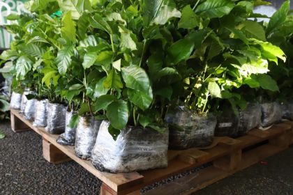 Dia da Agricultura: Sepror entregou mais de 350 mil mudas no Amazonas