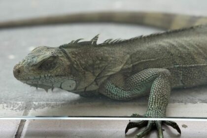 Ipaam registra 36 chamados da população e resgata 39 animais silvestres em setembro