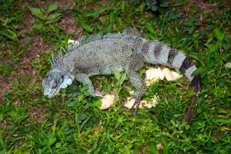 Ipaam resgata sete animais silvestres após acionamento da população em Manaus