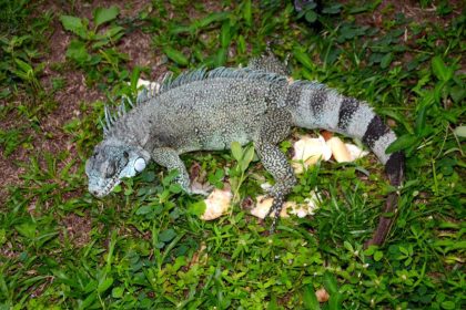 Ipaam resgata sete animais silvestres após acionamento da população em Manaus