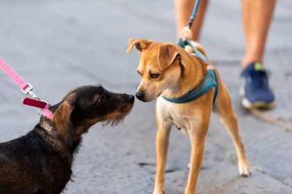 Comissão discute inclusão de vacinas a animais domésticos no Programa Nacional de Imunizações