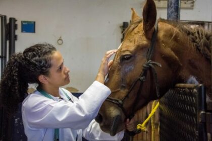 Comissões debatem impactos do ensino a distância em medicina veterinária