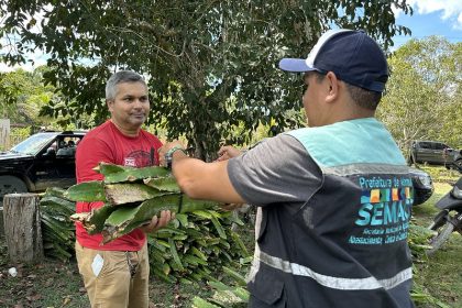 Prefeitura de Manaus distribui 5 mil mudas de pitaya e fortalece agricultura familiar na zona rural