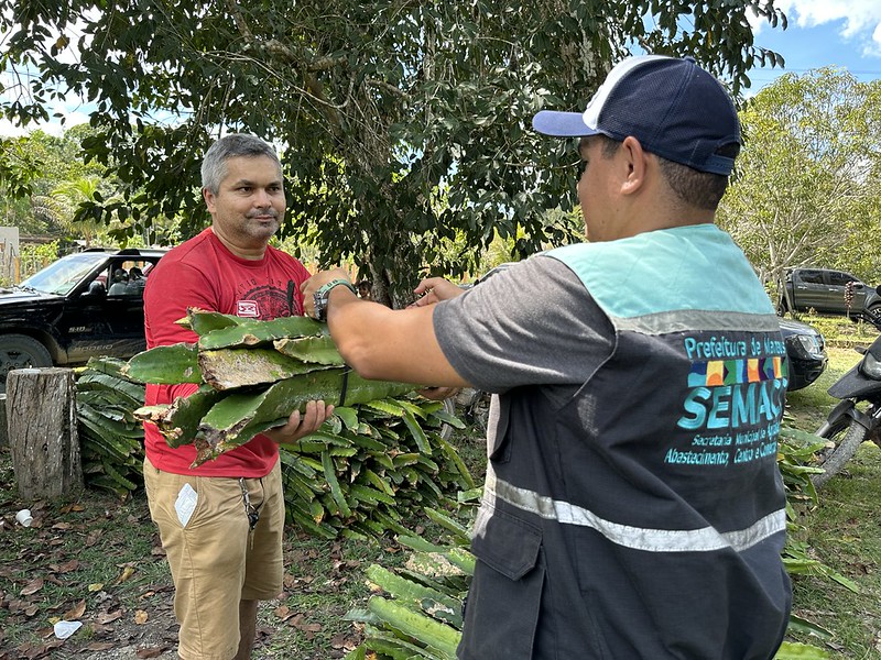 Prefeitura de Manaus distribui 5 mil mudas de pitaya e fortalece agricultura familiar na zona rural