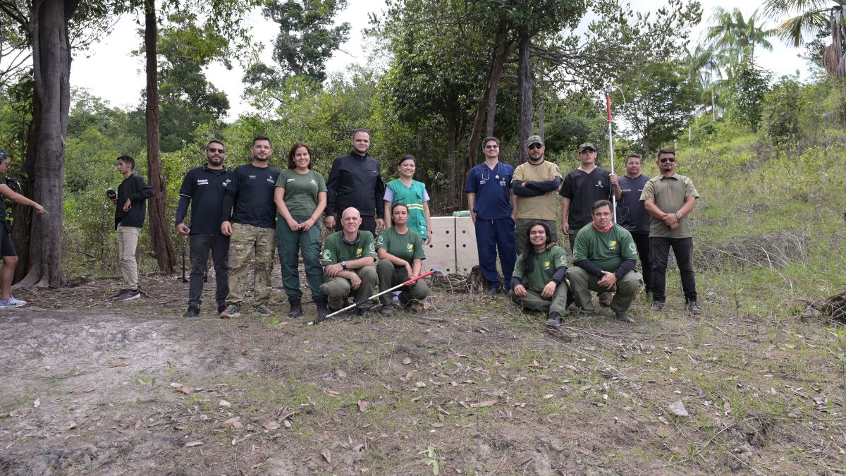 Aldenor Lima participa de operação histórica que devolve onça-pintada ao seu habitat natural no Amazonas