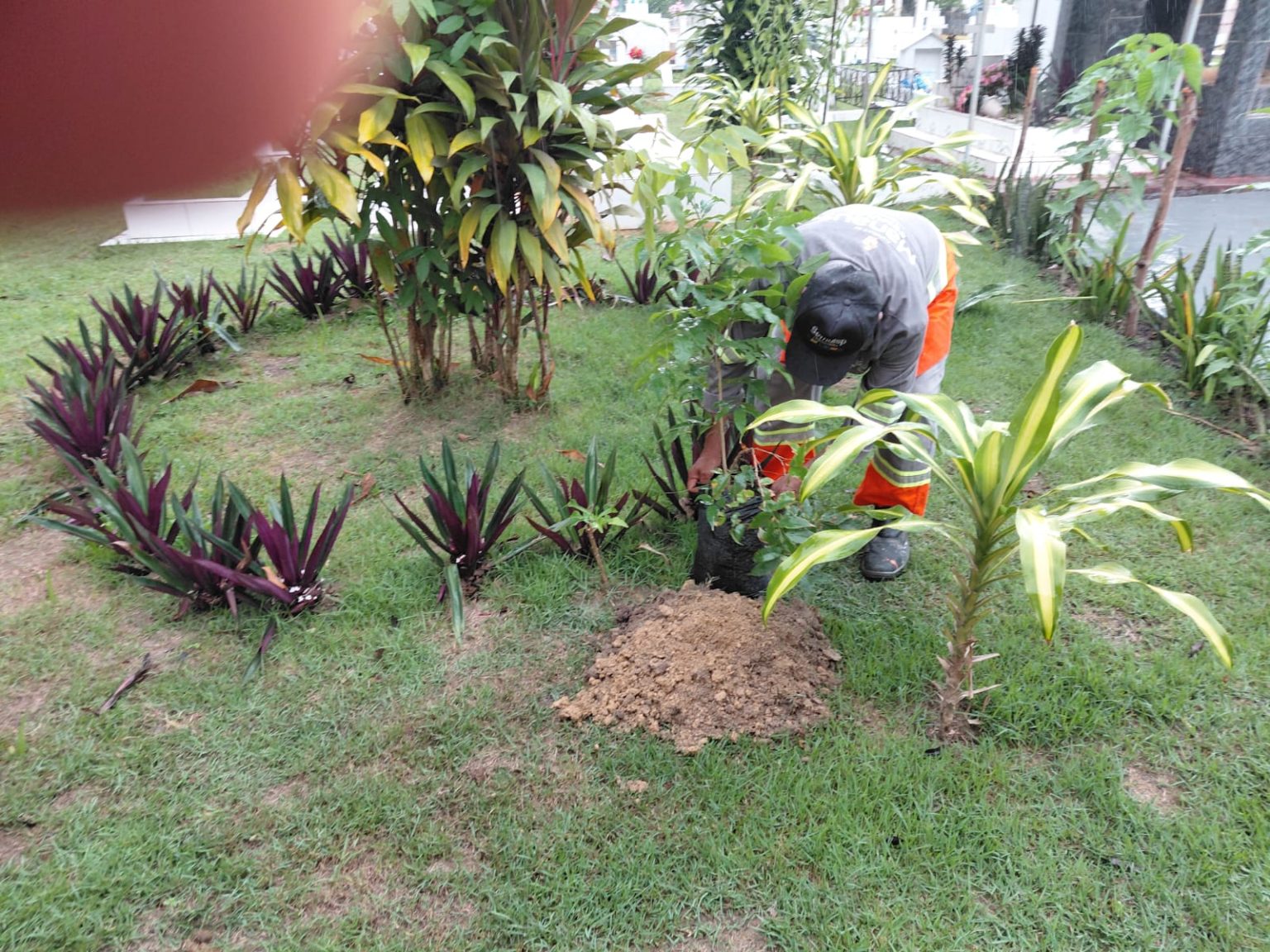 Arborização nos cemitérios com plantio de mudas de pau-pretinho