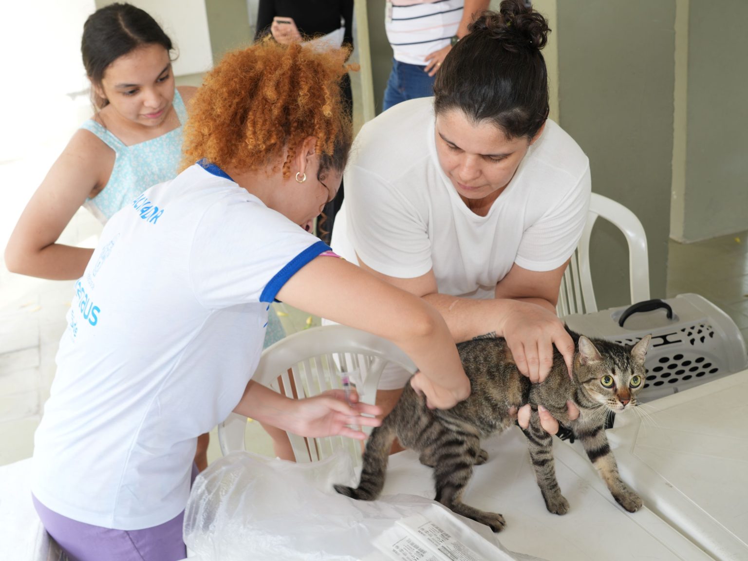 Campanha da Prefeitura de Manaus oferta vacinação de cães e gatos contra raiva em 52 pontos fixos