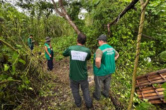 Prefeitura e Idesam lançam projeto para restaurar 70 hectares em Unidades de Conservação de Manaus