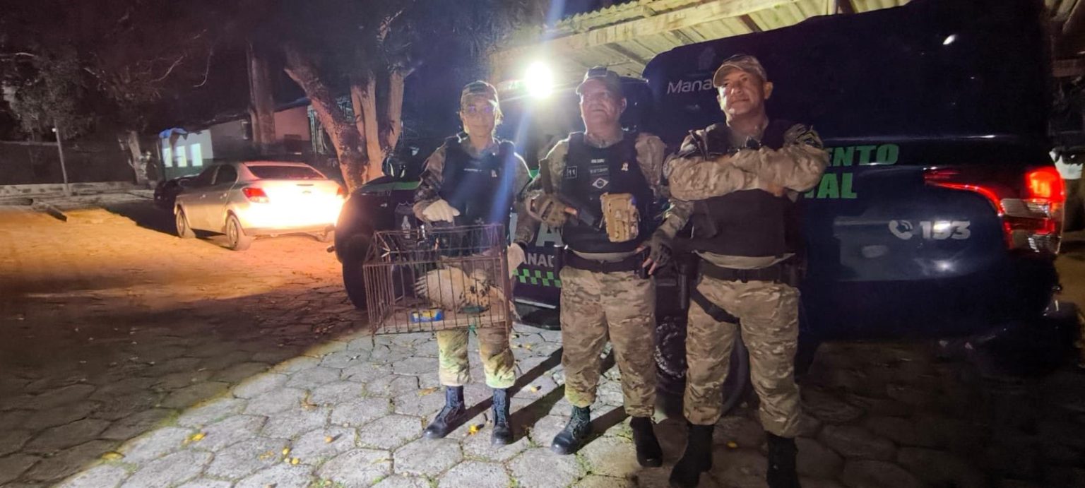 Guarda Municipal resgata gavião em bueiro no bairro Parque 10