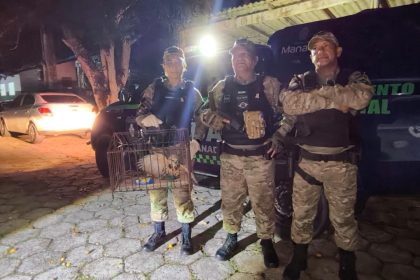 Guarda Municipal resgata gavião em bueiro no bairro Parque 10