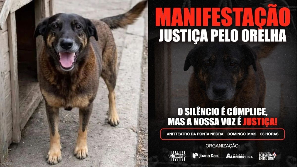 Ato público em Manaus pede justiça por cão vítima de maus-tratos