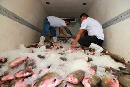 Prefeitura de Manaus inicia entrega de 100 toneladas de pescado
