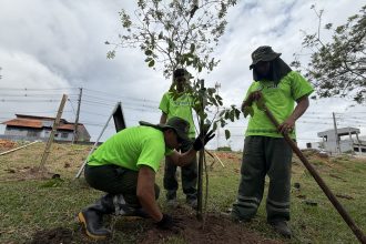 Prefeitura de Manaus realiza plantio de 13.400 mudas