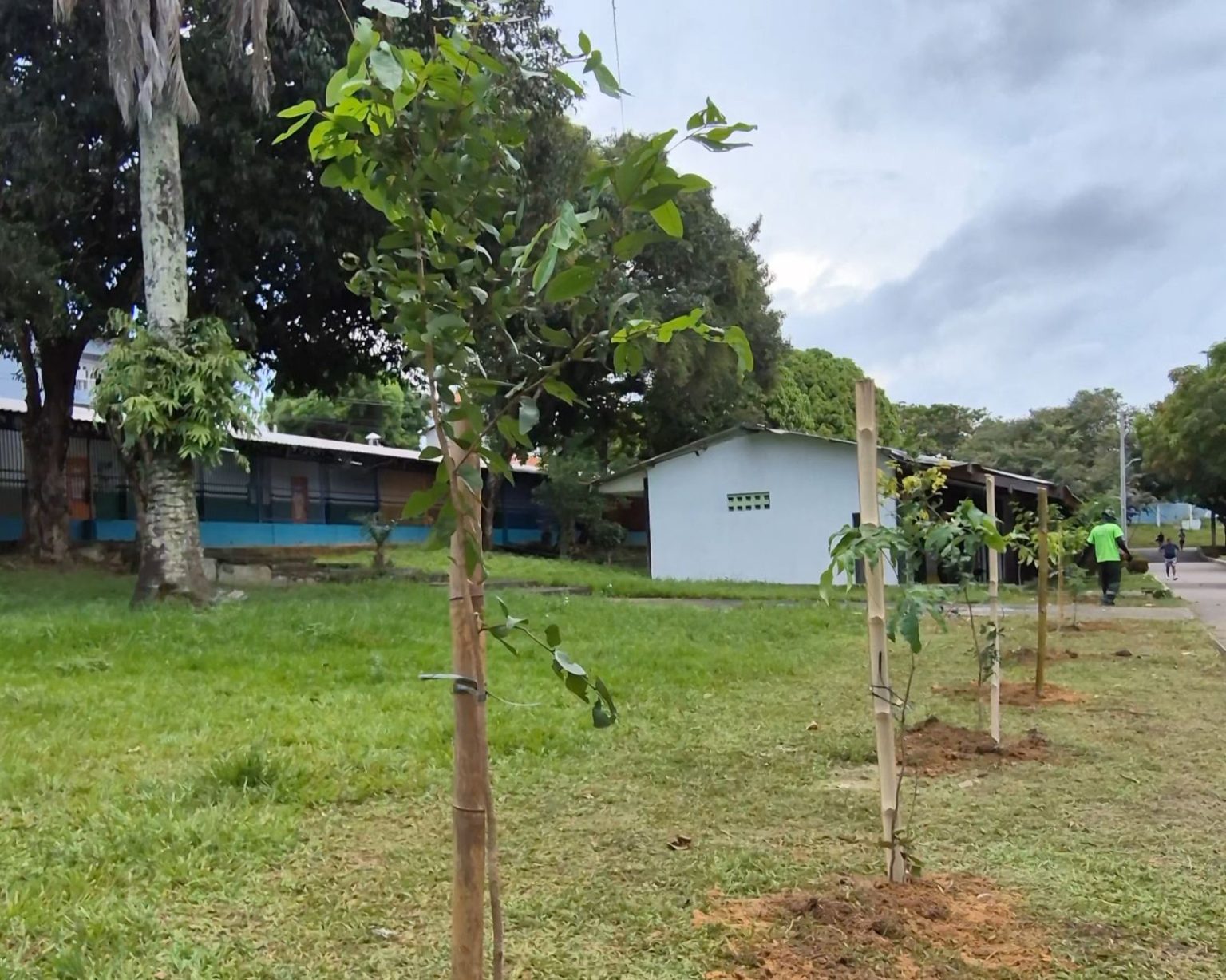 PMM realiza manutenção da arborização no CSU do Parque 10