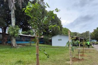 PMM realiza manutenção da arborização no CSU do Parque 10